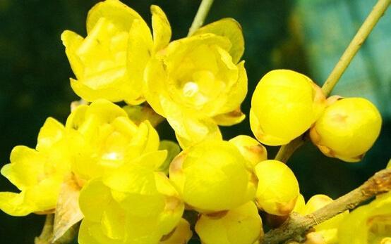 代表坚强傲骨的花是什么?如何养护以保持其傲骨? 代表坚强傲骨的花是什么?如何养护以保持其傲骨?