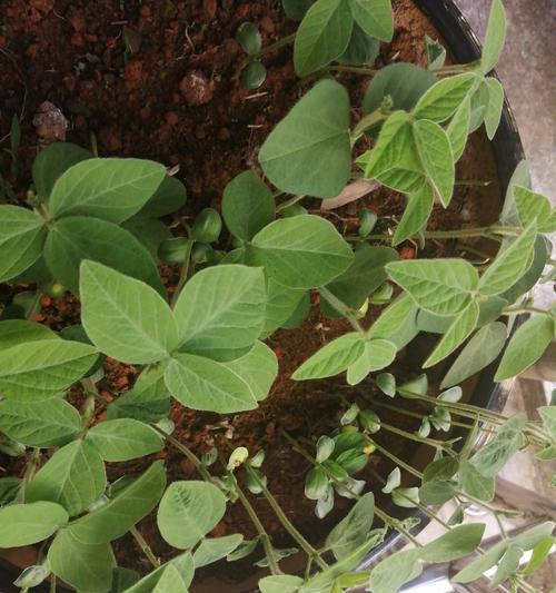 黄豆从播种到成熟需要多少天?常见问题解答 黄豆从播种到成熟需要多少天?常见问题解答