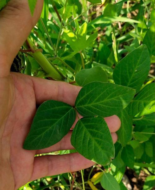 黄豆从播种到成熟需要多少天?常见问题解答 黄豆从播种到成熟需要多少天?常见问题解答