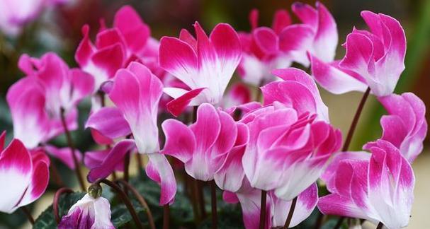 以仙客来花的寓意(仙客来花的神秘与美丽)