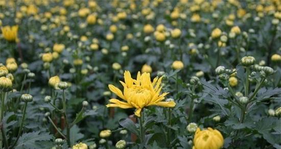 菊花移栽的最佳时间是什么时候？移栽后如何管理？