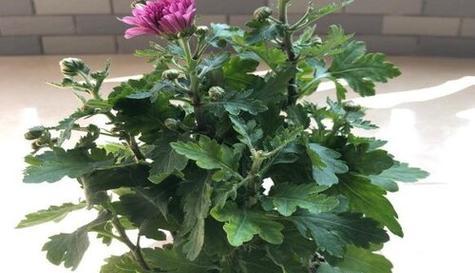 菊花移栽的最佳时间是什么时候？移栽后如何管理？