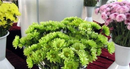 菊花移栽的最佳时间是什么时候？移栽后如何管理？