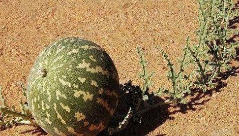 西瓜有苦味能吃吗?遇到这种情况该怎么办? 西瓜有苦味能吃吗?遇到这种情况该怎么办?