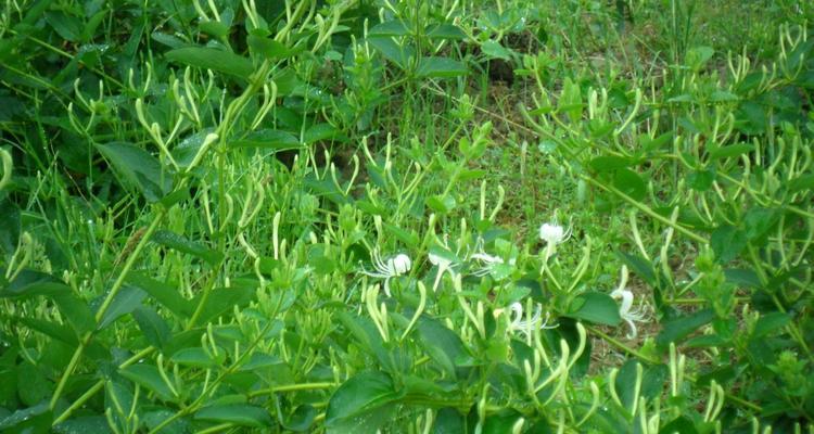 金银花生长在什么地方?如何正确识别和栽培?