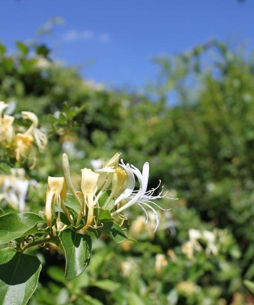金银花生长在什么地方？如何正确识别和栽培？