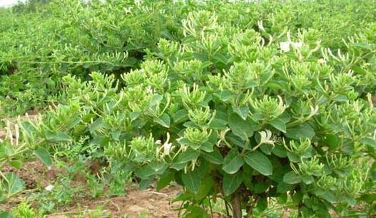 金银花生长在什么地方？如何正确识别和栽培？