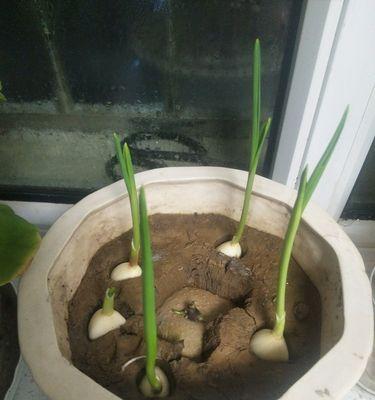 蒜苗施什么肥最好?如何正确施肥促进生长? 蒜苗施什么肥最好?如何正确施肥促进生长?