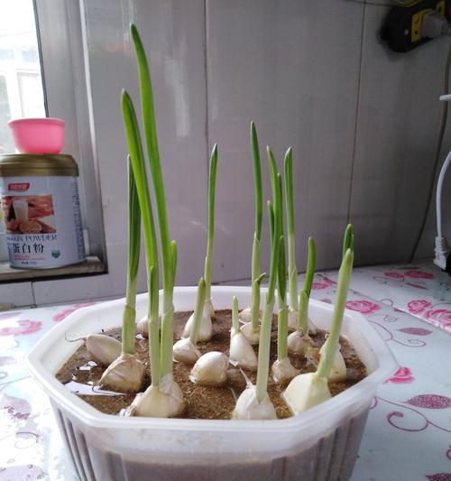 蒜苗施什么肥最好?如何正确施肥促进生长? 蒜苗施什么肥最好?如何正确施肥促进生长?