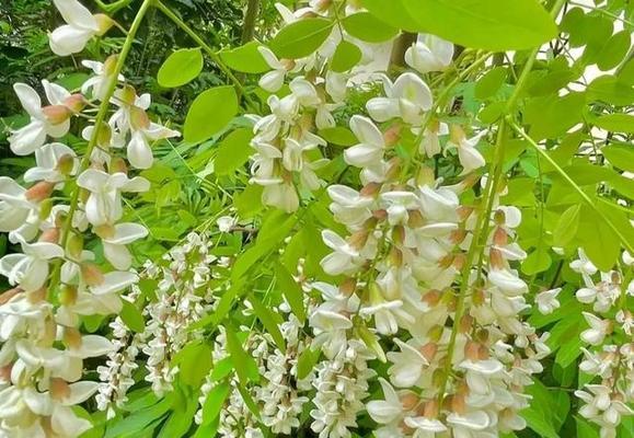 槐花的五种颜色与花语（探寻槐花的五彩世界）