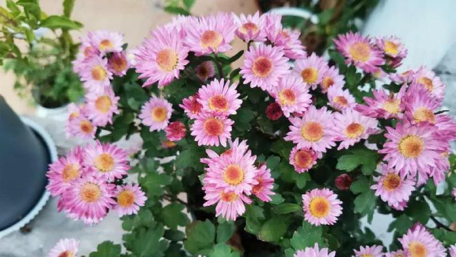 荷兰菊种植时选择盆器的技巧？深盆与浅盆哪种更适合荷兰菊生长？