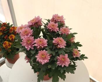 荷兰菊种植时选择盆器的技巧?深盆与浅盆哪种更适合荷兰菊生长? 荷兰菊种植时选择盆器的技巧?深盆与浅盆哪种更适合荷兰菊生长?