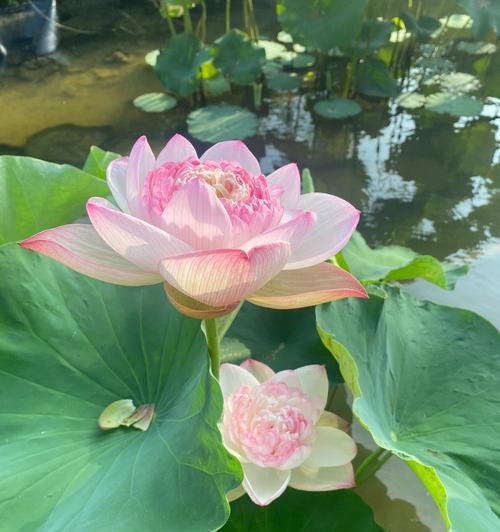 莲花的寓意与象征意义（深入探索莲花的文化内涵与象征意义）