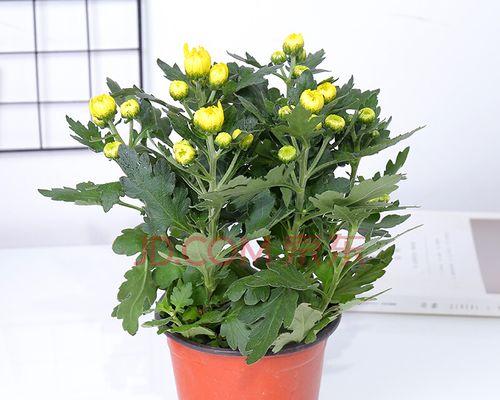 荷兰菊种植时选择盆器的技巧?深盆与浅盆哪种更适合荷兰菊生长? 荷兰菊种植时选择盆器的技巧?深盆与浅盆哪种更适合荷兰菊生长?