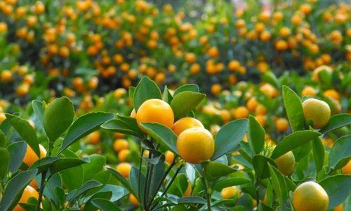 金桔什么时候开花结果？如何促进金桔开花结果？