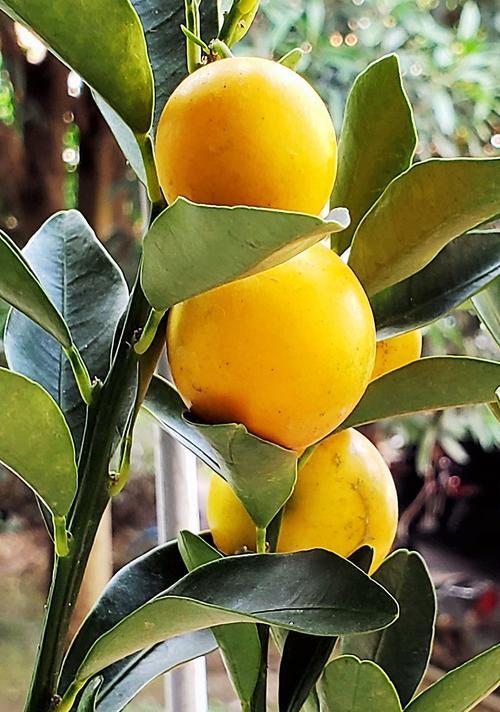 金桔什么时候开花结果?如何促进金桔开花结果? 金桔什么时候开花结果?如何促进金桔开花结果?