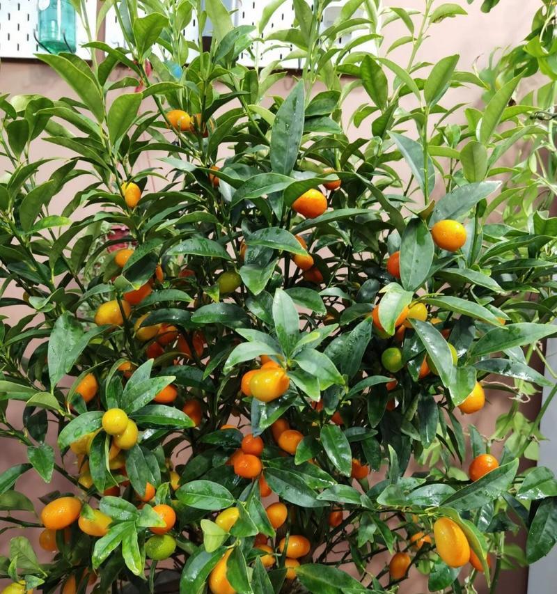 金桔什么时候开花结果?如何促进金桔开花结果? 金桔什么时候开花结果?如何促进金桔开花结果?