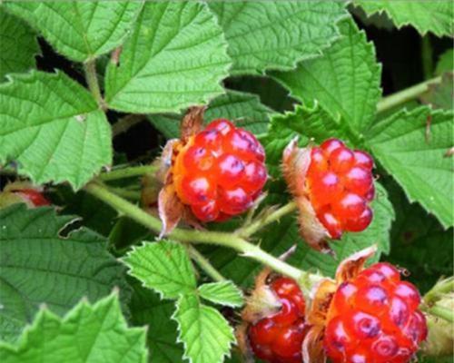 刺泡成熟期是什么时候?如何判断刺泡成熟?