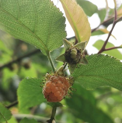 刺泡成熟期是什么时候?如何判断刺泡成熟? 刺泡成熟期是什么时候?如何判断刺泡成熟?