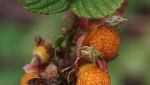 刺泡成熟期是什么时候?如何判断刺泡成熟? 刺泡成熟期是什么时候?如何判断刺泡成熟?