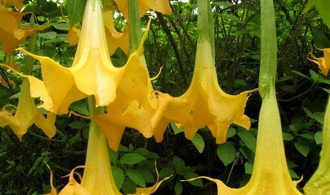 曼陀罗花（解读曼陀罗花的花语及代表意义）