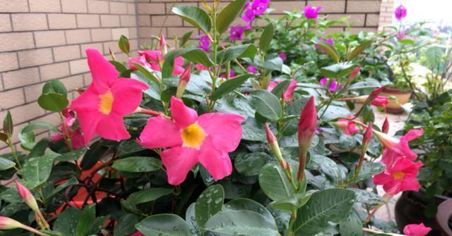 喜欢散光的花卉有哪些？如何正确养护散光环境下的植物？