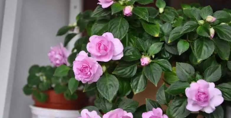 喜欢散光的花卉有哪些?如何正确养护散光环境下的植物? 喜欢散光的花卉有哪些?如何正确养护散光环境下的植物?