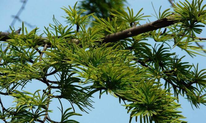 向日葵属于裸子植物吗?常见误解有哪些? 向日葵属于裸子植物吗?常见误解有哪些?