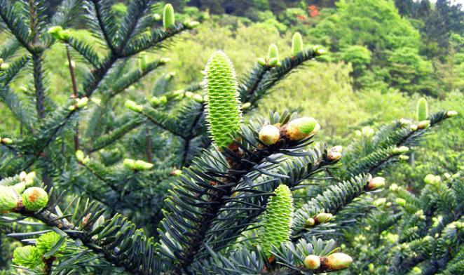 向日葵属于裸子植物吗？常见误解有哪些？