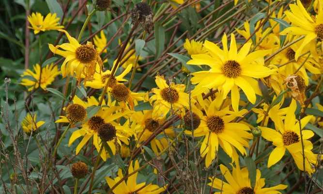 向日葵属于裸子植物吗?常见误解有哪些? 向日葵属于裸子植物吗?常见误解有哪些?