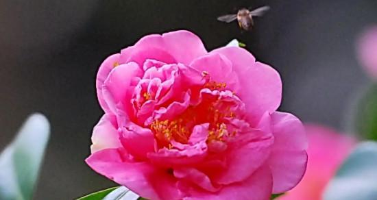 山茶花的花语（山茶花的花语意味着什么）