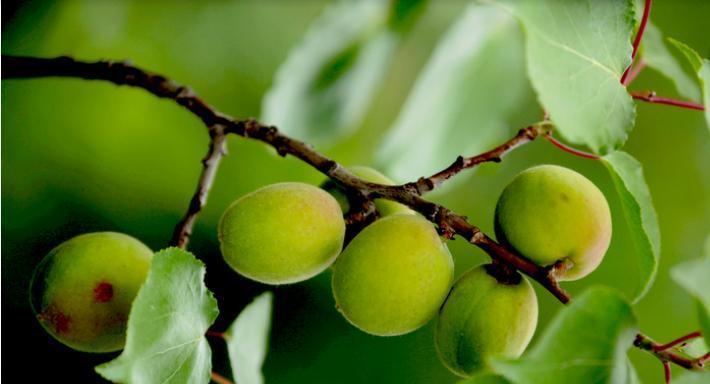 蔷薇科果实类型有哪些?常见问题解答?