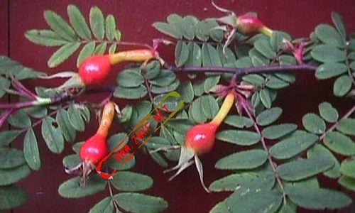 蔷薇科果实类型有哪些?常见问题解答? 蔷薇科果实类型有哪些?常见问题解答?