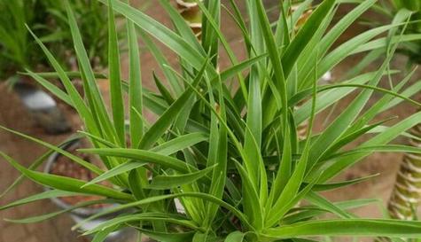 龙须树又叫什么名字？这种植物还有哪些别称？