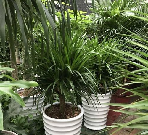 龙须树又叫什么名字?这种植物还有哪些别称? 龙须树又叫什么名字?这种植物还有哪些别称?