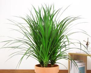 龙须树又叫什么名字?这种植物还有哪些别称? 龙须树又叫什么名字?这种植物还有哪些别称?