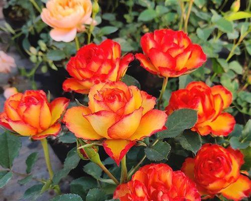 黄月季花寓意与意义（美丽的黄月季花传达着什么信息）