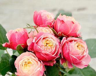 黄月季花寓意与意义（美丽的黄月季花传达着什么信息）