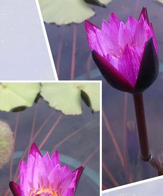 睡莲有几个花瓣?如何识别不同种类的睡莲?