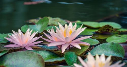 睡莲有几个花瓣?如何识别不同种类的睡莲? 睡莲有几个花瓣?如何识别不同种类的睡莲?