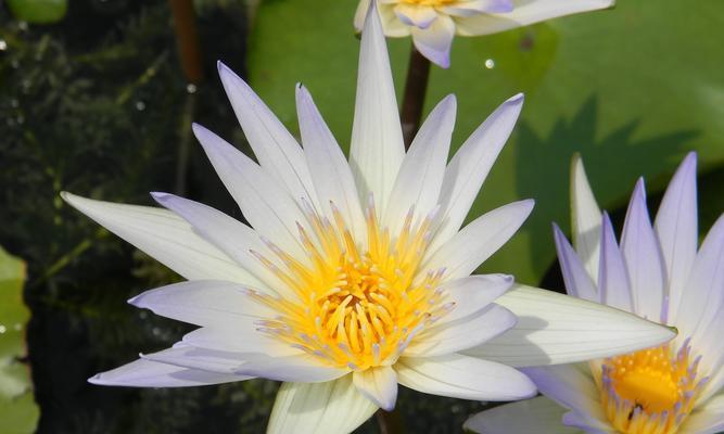 睡莲有几个花瓣?如何识别不同种类的睡莲? 睡莲有几个花瓣?如何识别不同种类的睡莲?