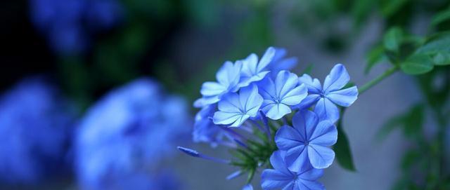 蓝色雏菊的花语和寓意（传递希望与宁静的蓝色雏菊）