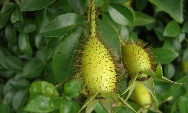 金樱子是什么植物?它有哪些独特属性和用途? 金樱子是什么植物?它有哪些独特属性和用途?