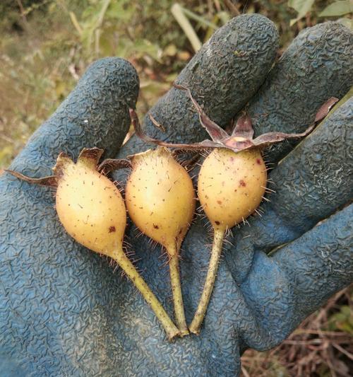 金樱子是什么植物？它有哪些独特属性和用途？