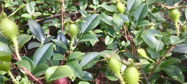 金樱子是什么植物?它有哪些独特属性和用途? 金樱子是什么植物?它有哪些独特属性和用途?