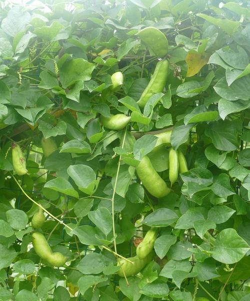 刀豆种子可以吃吗？食用刀豆种子的安全性和方法是什么？