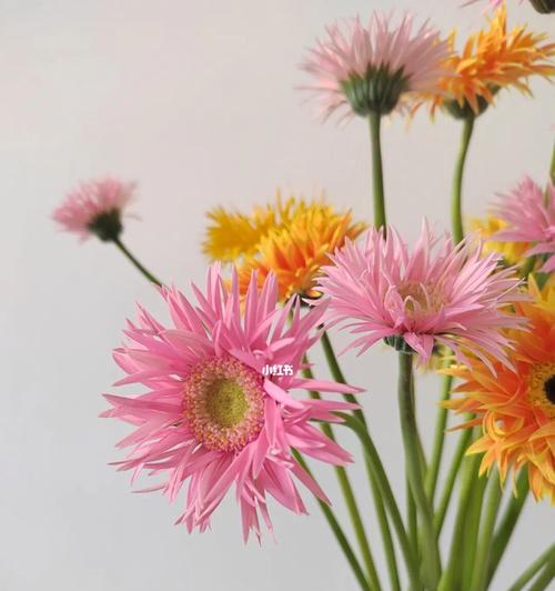 非洲菊(探索非洲菊的象征意义与生命力)