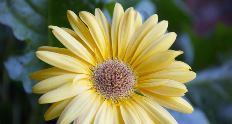 非洲菊（探索非洲菊的象征意义与生命力）