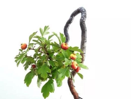 山楂树盆栽可行吗？盆栽山楂树的养护方法是什么？