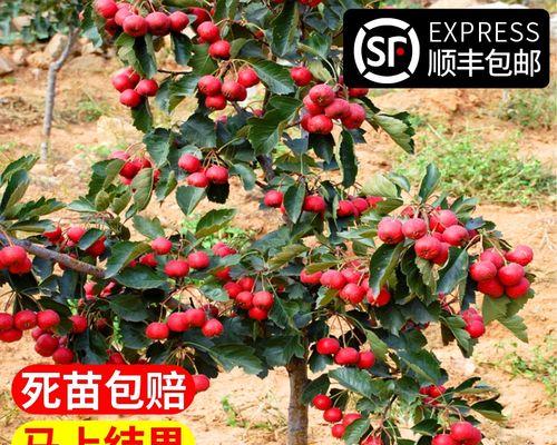 山楂树盆栽可行吗?盆栽山楂树的养护方法是什么? 山楂树盆栽可行吗?盆栽山楂树的养护方法是什么?